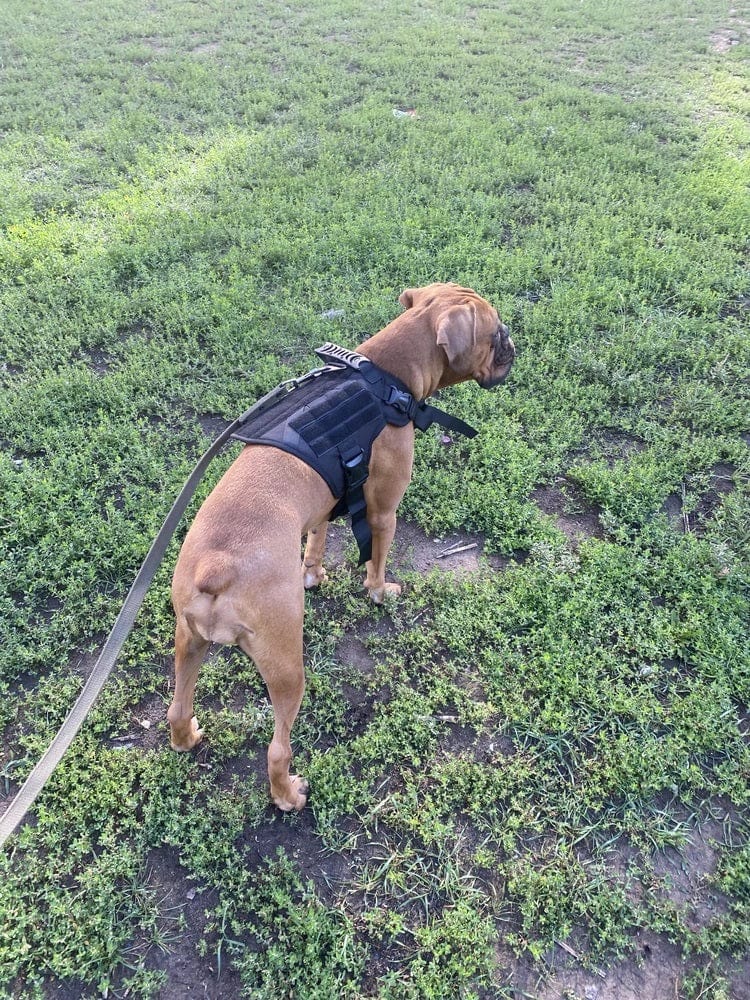 Dogs and Cats Boutique 11 GuardianGear Tactical Dog Harness Vest