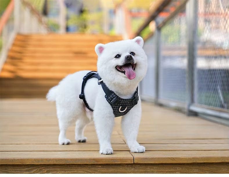 Dogs and Cats Boutique 11 NightBright LED Dog Harness