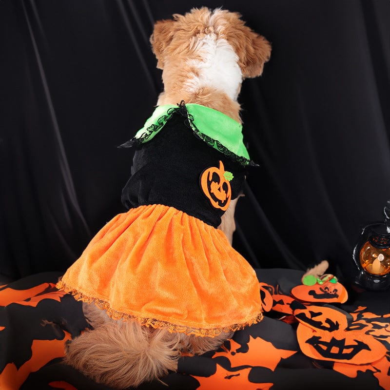 Dogs and Cats Boutique 6 Cross-border New Arrival Pet Costume Halloween Classic Pumpkin Skirt Bichon Teddy Dog Cat Christmas Clothes (To Get Done)