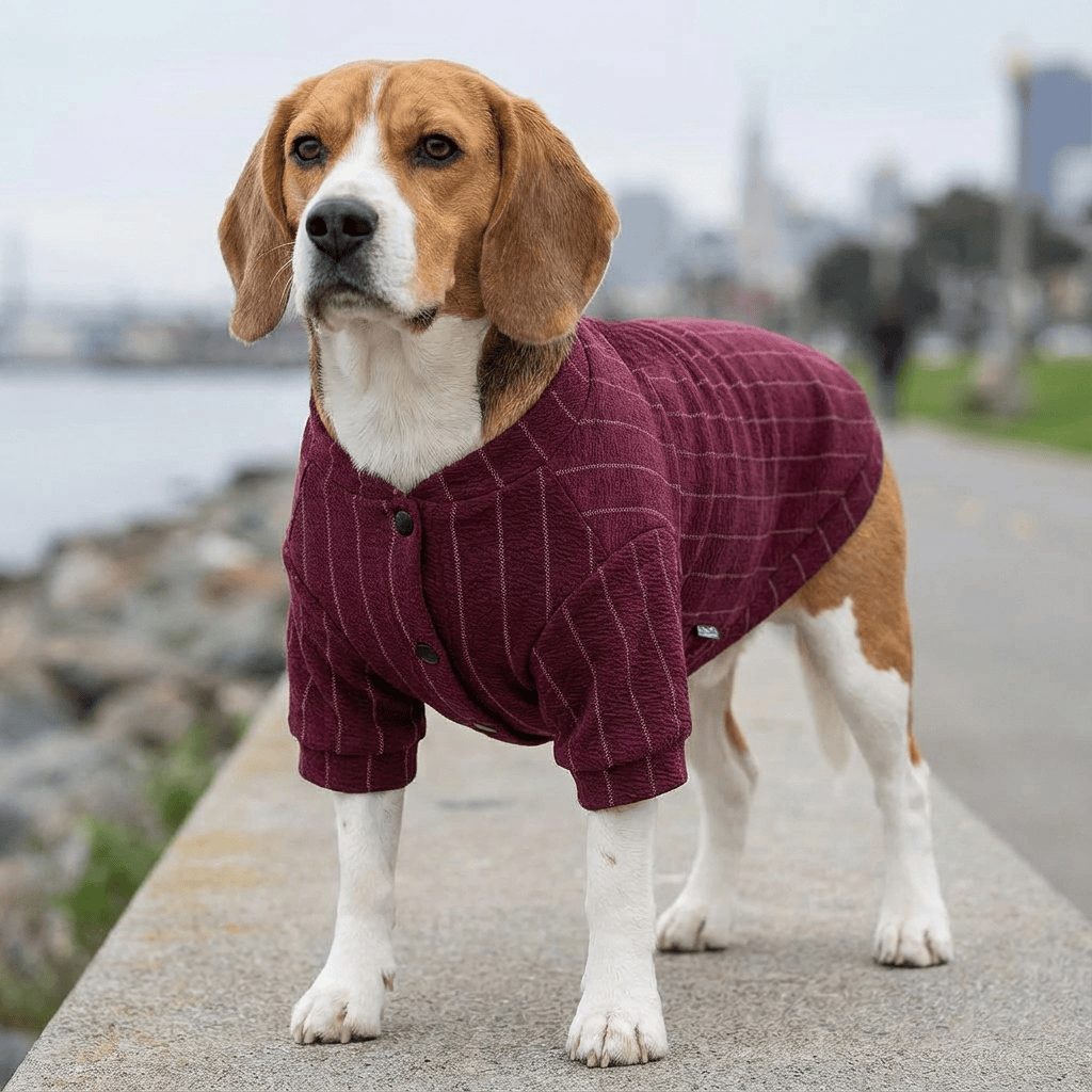 Dogs and Cats Boutique fall-winter-sweaters Striped Baseball Dog Jacket