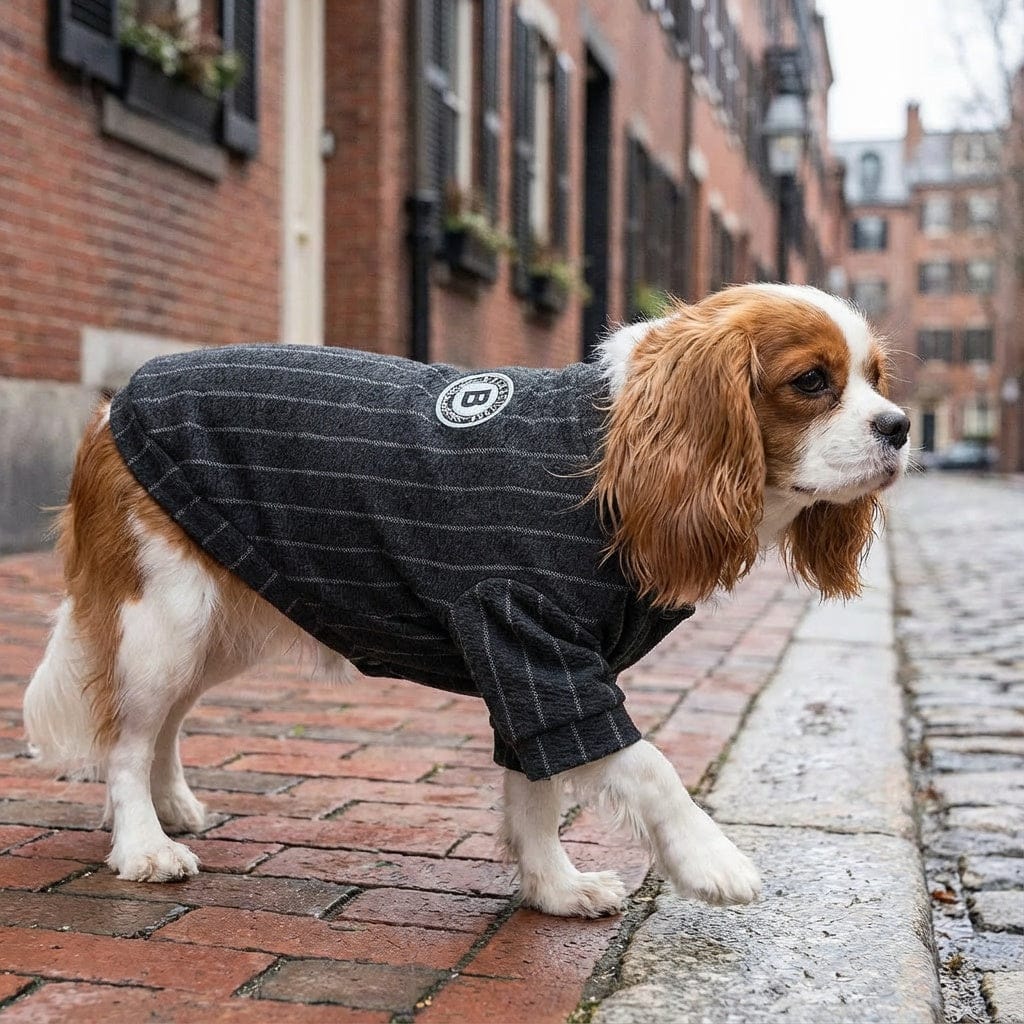 Dogs and Cats Boutique fall-winter-sweaters Striped Baseball Dog Jacket