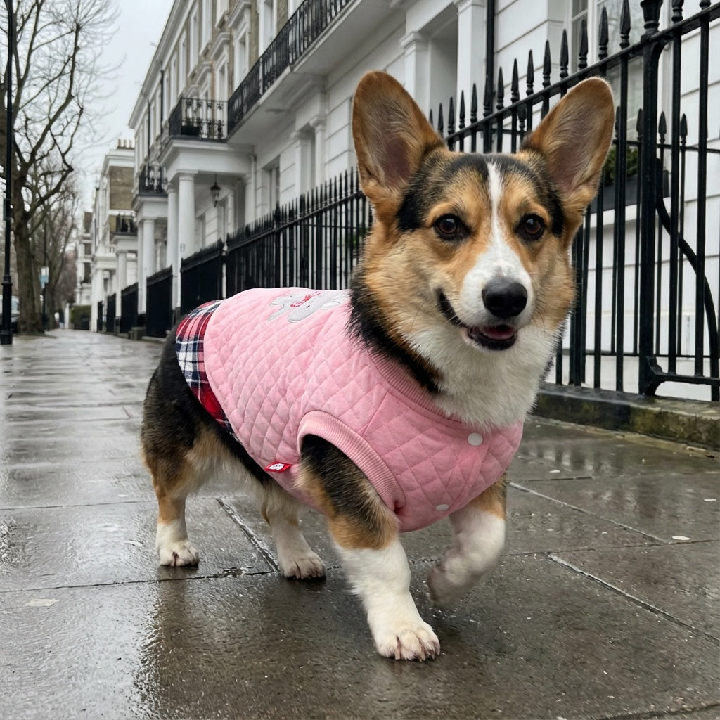 Grr And Purr Two-legged Dog Sweater