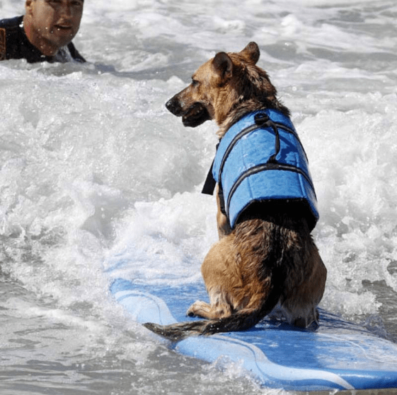 Dogs and Cats Boutique 1 Dog's Life Jacket