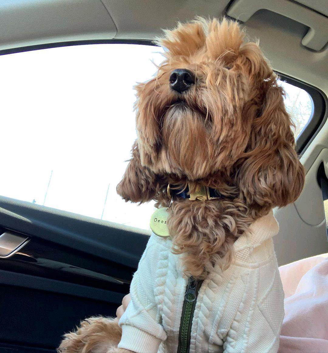 Dogs and Cats Boutique 2 Woolen Hooded Dog Sweater