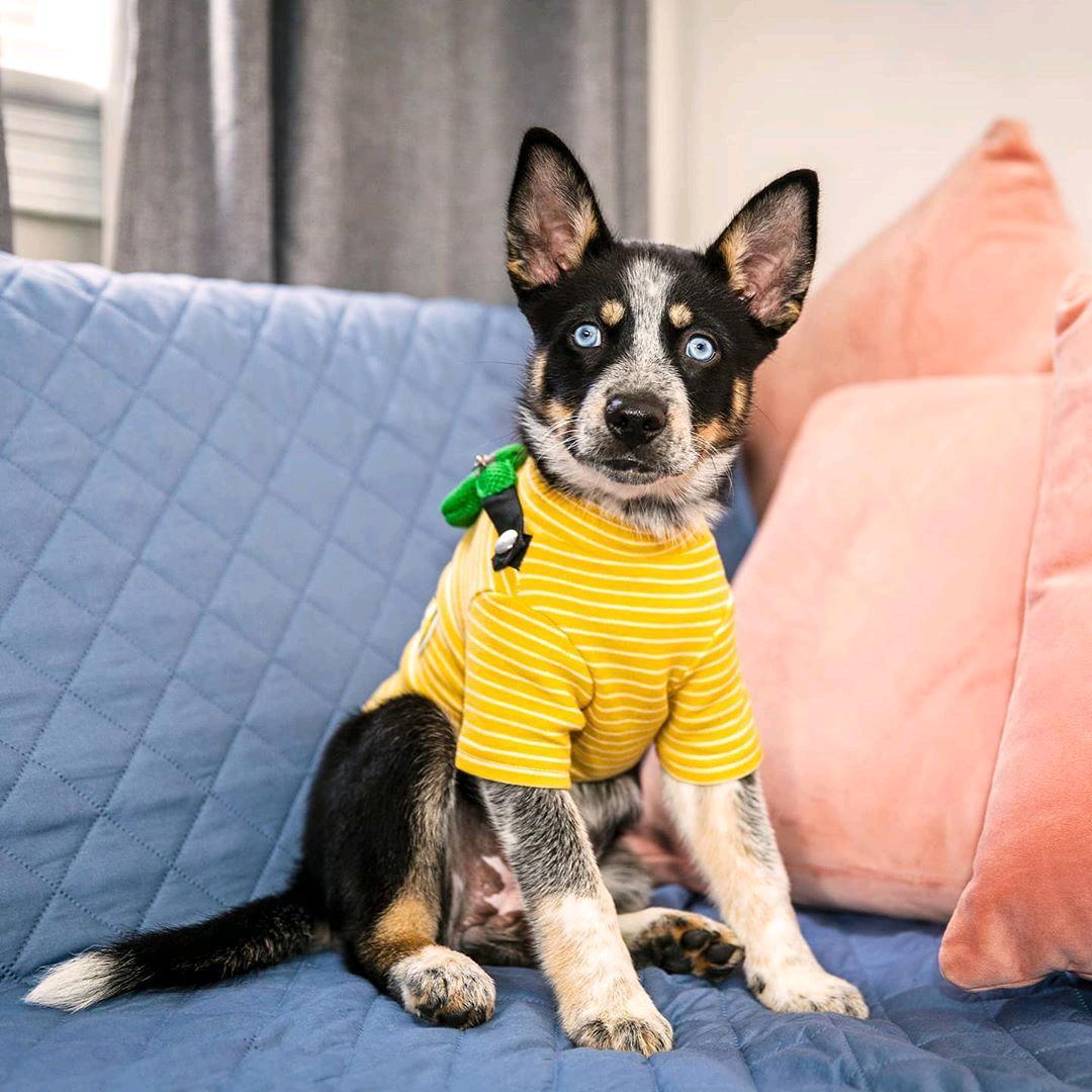 Dogs and Cats Boutique 3 Fanny Pack Striped Dog T-Shirt