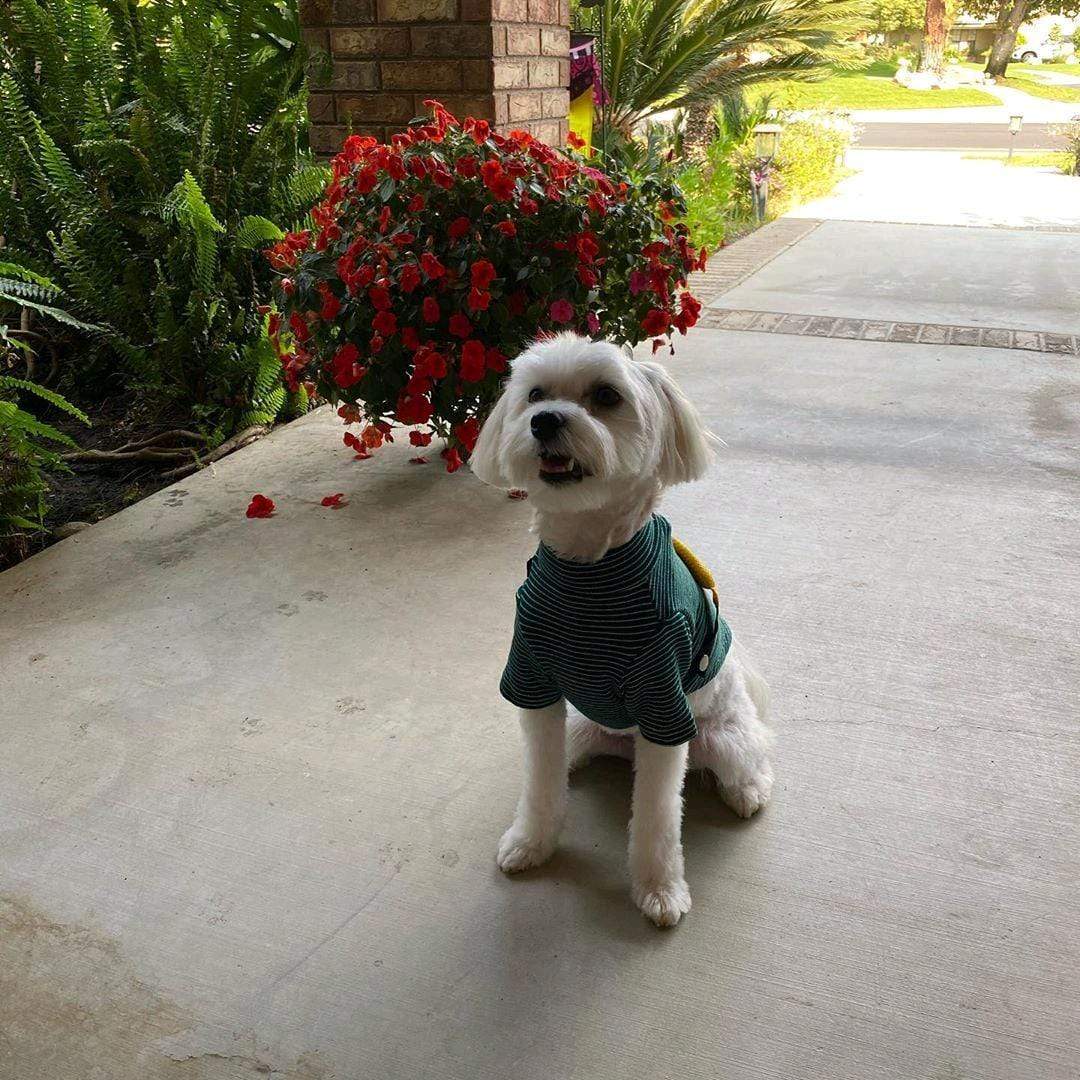 Dogs and Cats Boutique 3 Fanny Pack Striped Dog T-Shirt