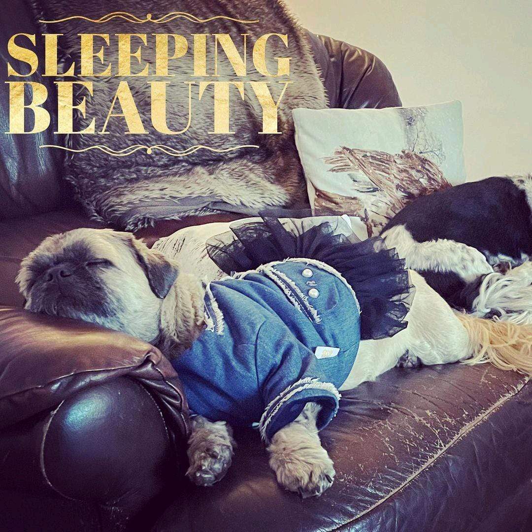 Dogs and Cats Boutique 6 Small Dog Denim Tutu Skirt Dress