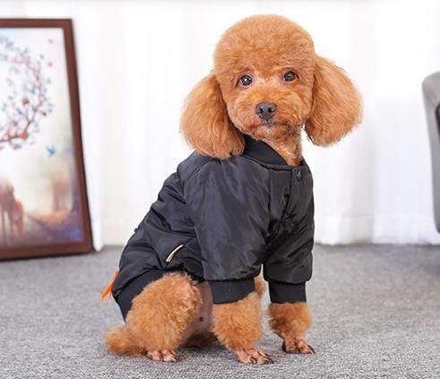 Dogs and Cats Boutique 6 Speed Zone Dog Jacket