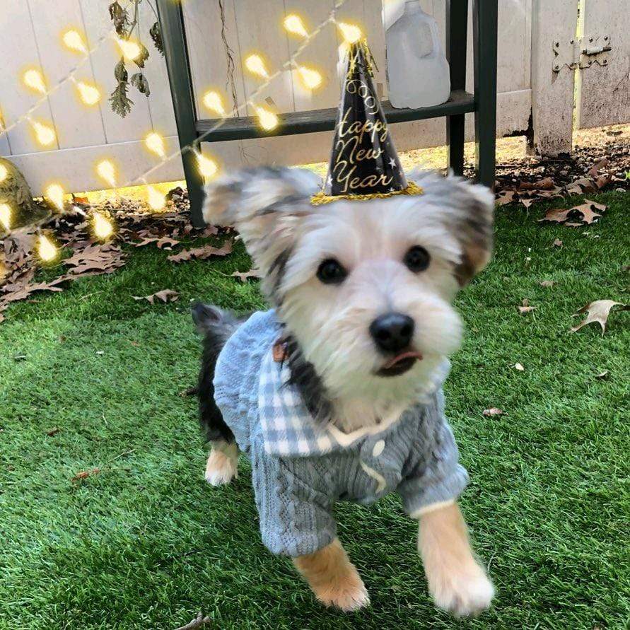 Dogs and Cats Boutique 6 Woolen Plaid Dog Sweater