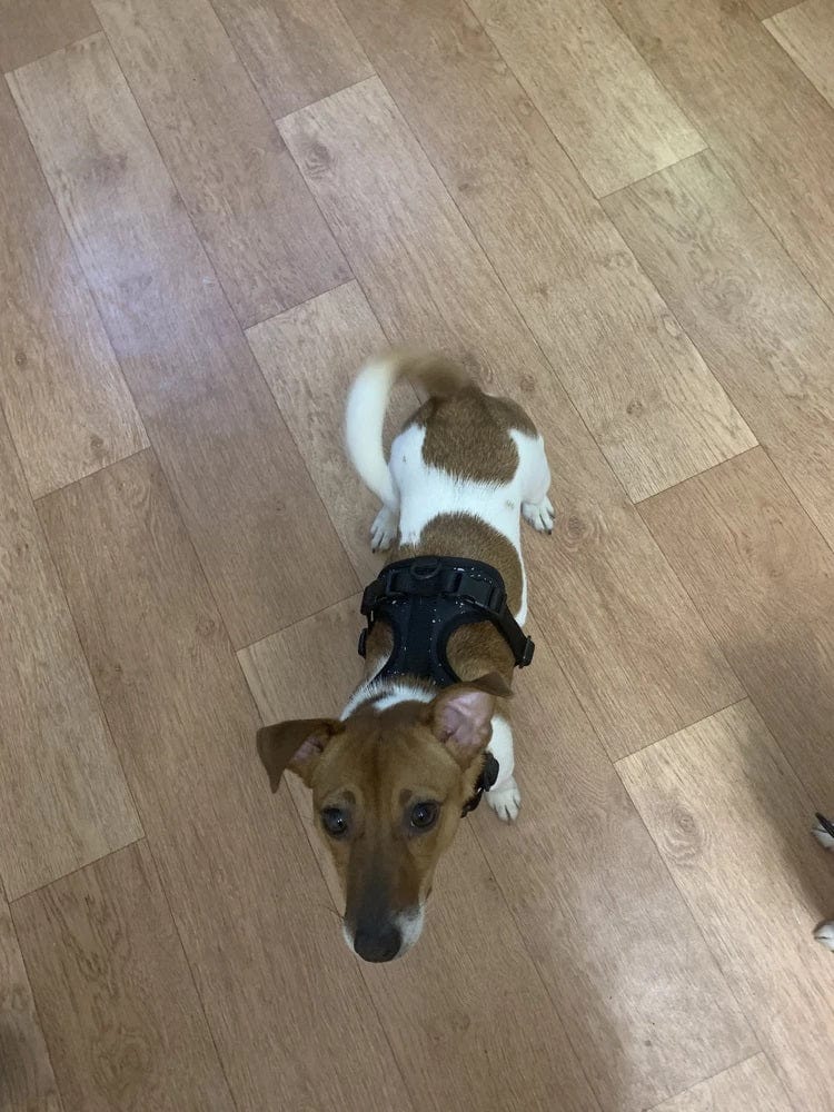 Dogs and Cats Boutique 11 BiteGuard Harness, Collar & Leash Set