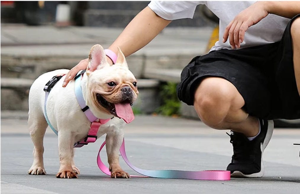 Dogs and Cats Boutique 11 Gradient Color For Pet Chest Straps (To Get Done)