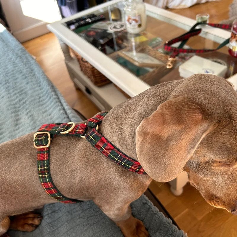 Dogs and Cats Boutique 11 HolidayPaws 4-in-1 Festive Dog Set