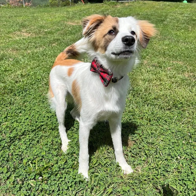 Dogs and Cats Boutique 11 HolidayPaws 4-in-1 Festive Dog Set