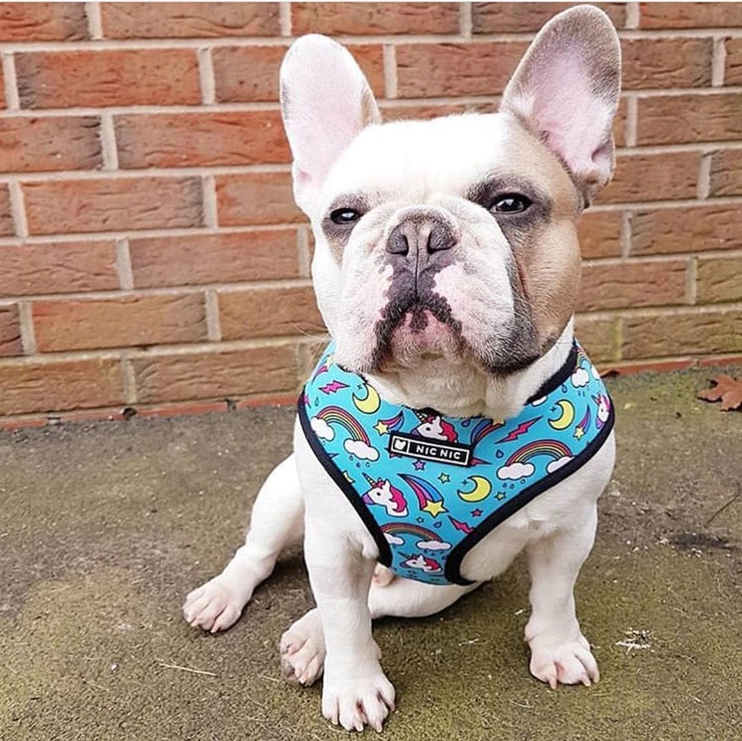 Dogs and Cats Boutique 11 Pet Breathable Mesh Traction Rope Chest Strap (To Get Done)