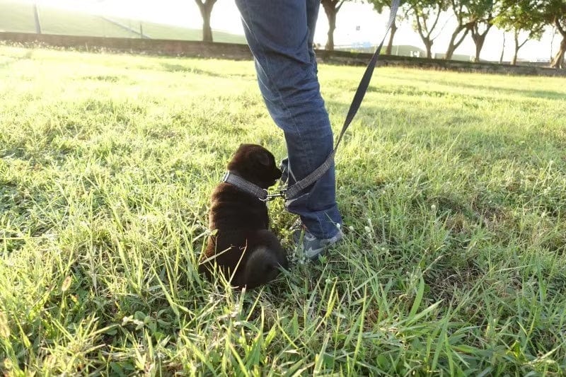 Dogs and Cats Boutique 12 Dog Collar Thicken Soft Collar Pet Products (To Get Done)