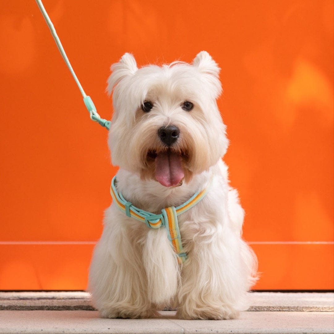 Dogs and Cats Boutique 12 Retro Record Hand Holding Rope Small And Medium-sized Dogs Collar Vest (To Get Done)