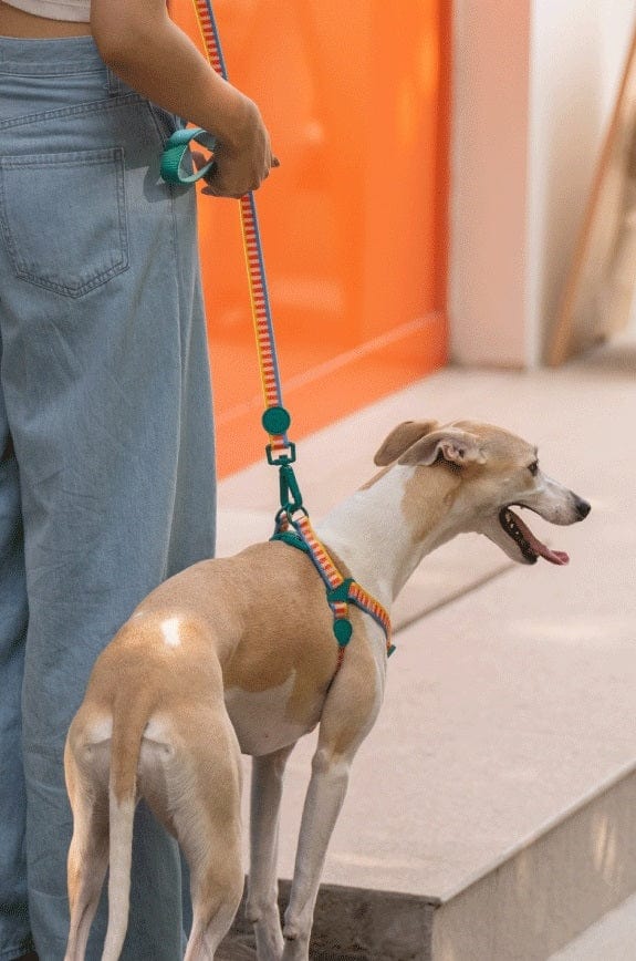 Dogs and Cats Boutique 12 Retro Record Hand Holding Rope Small And Medium-sized Dogs Collar Vest (To Get Done)