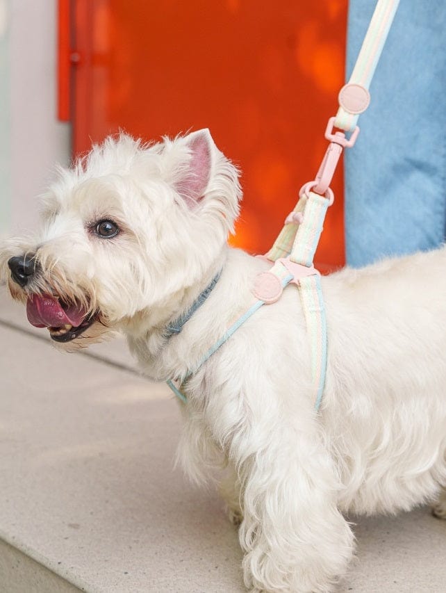 Dogs and Cats Boutique 12 Retro Record Hand Holding Rope Small And Medium-sized Dogs Collar Vest (To Get Done)