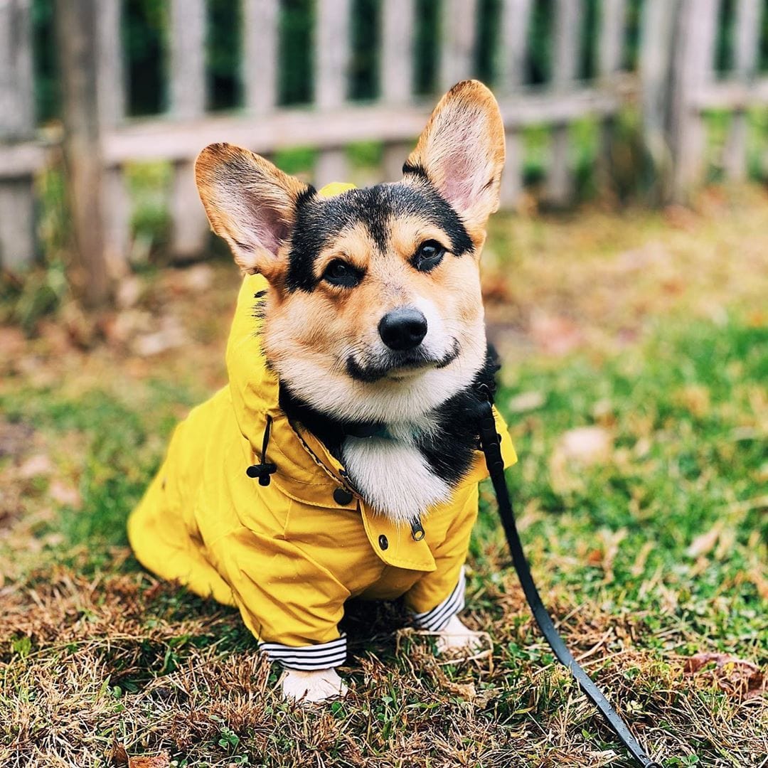 Dogs and Cats Boutique fall-winter-coats Yellow / L Raindrop Defender Dog Jacket